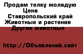 Продам телку моладую › Цена ­ 25 000 - Ставропольский край Животные и растения » Другие животные   